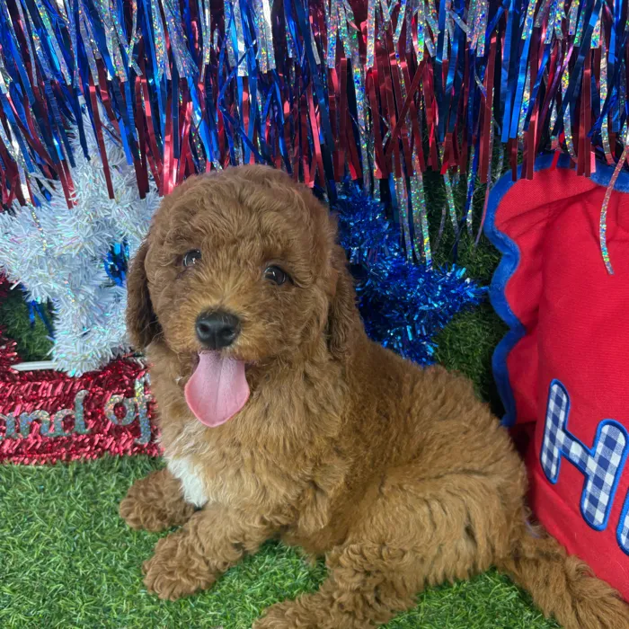 Male Mini Goldendoodle puppy named Carrot for sale at Puppy Dreams - Arlington.