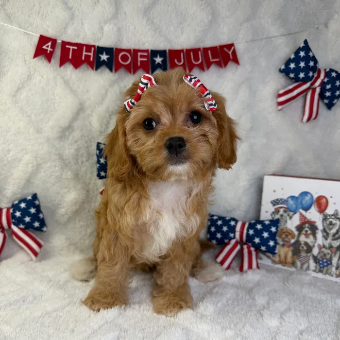 Female Cavapoo puppy named Bella for sale at Puppy Dreams - Garland.