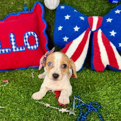 Female Chiweenie puppy named Lucy for sale at Puppy Dreams - Arlington.
