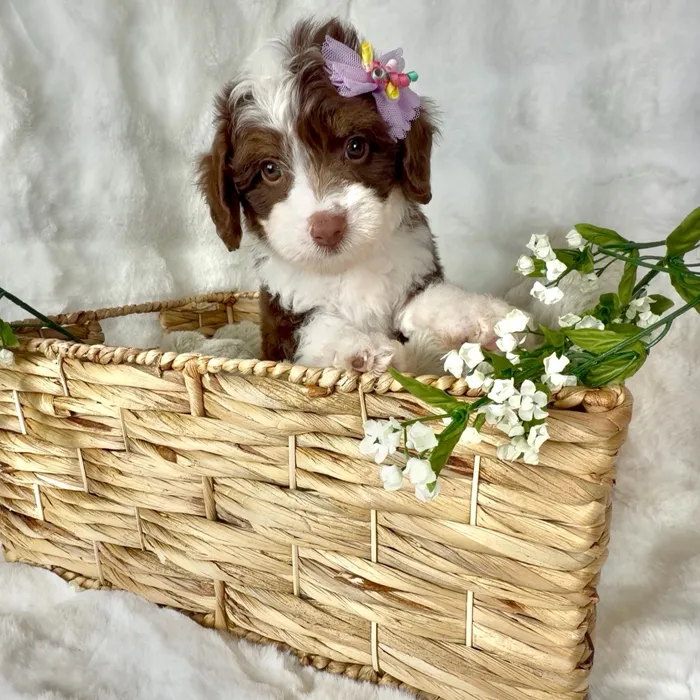 Female Mini Aussie Poo puppy named Popcorn for sale at Puppy Dreams - Denton.