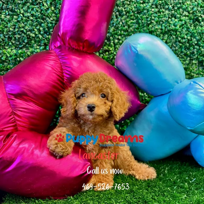 image_cropper_CCEDE143-CBFC-4D62-907A-64D80AE562AC-19956-0000065126CD1F33.jpg