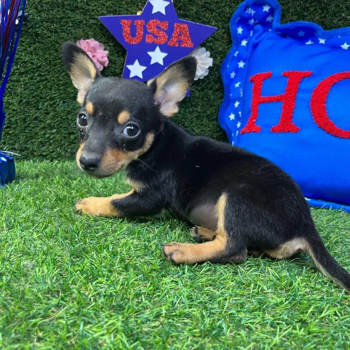 Male Chihuahua puppy named Buzz for sale at Puppy Dreams - Carrollton.