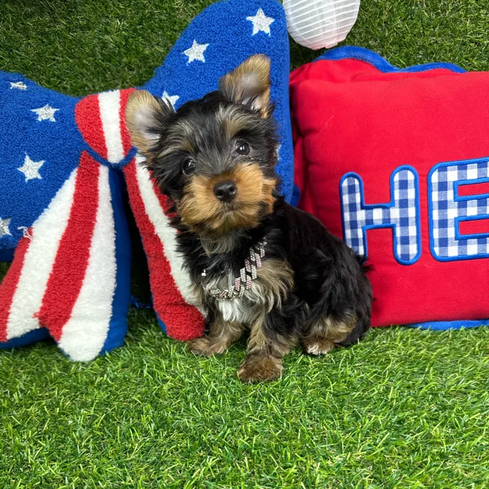 Female Yorkie puppy named Augie for sale at Puppy Dreams - Arlington.