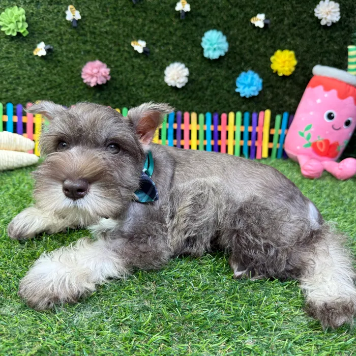 Male Mini Schnauzer puppy named Otto for sale at Puppy Dreams - Carrollton.