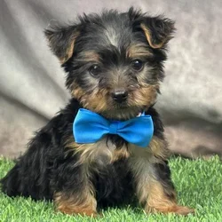 Male Yorkie puppy for sale at Puppy Dreams - Arlington.