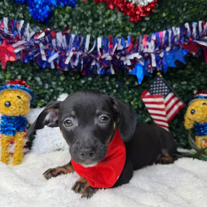 Male Chiweenie puppy named Taco for sale at Puppy Dreams - Garland.