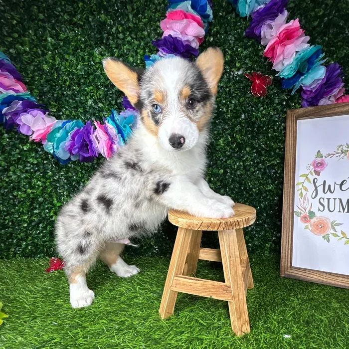 Male Pembroke Welsh Corgi puppy named *Irving* for sale at Puppy Dreams - Mansfield.