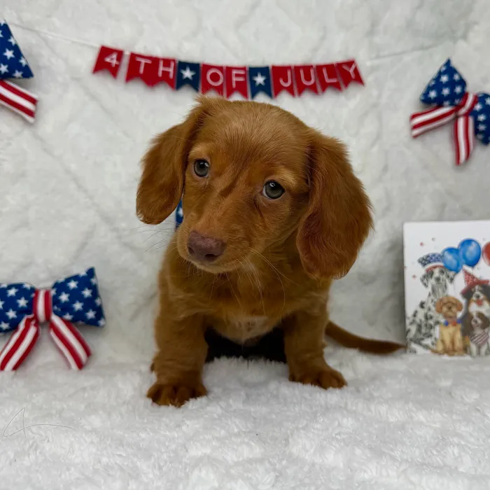 Female Dachshund puppy named Cookie for sale at Puppy Dreams - Garland.