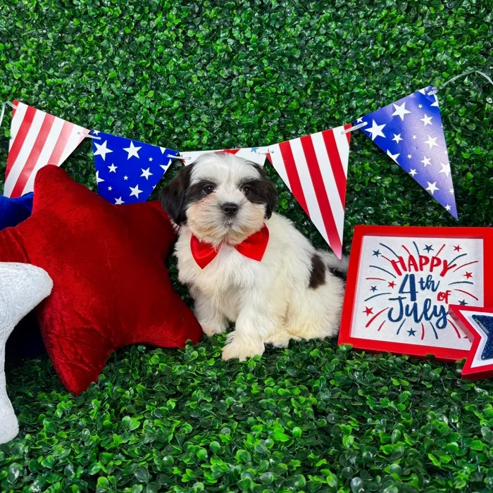 Male Shorkie puppy named Nico for sale at Puppy Dreams - North Richland Hills.