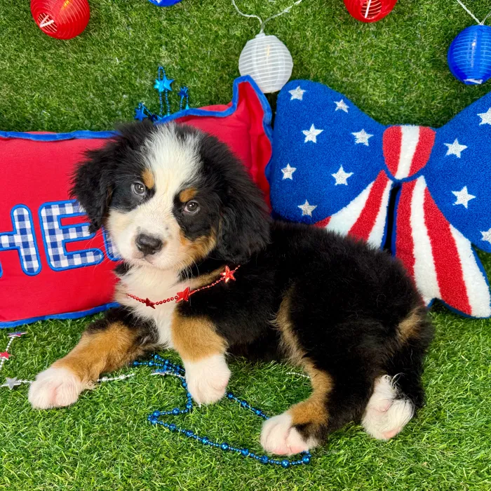 Male Bernese Mountain Dog puppy named Chime for sale at Puppy Dreams - Arlington.
