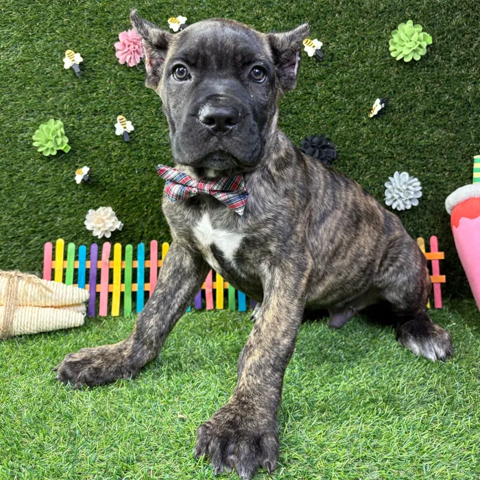 Male Cane Corso puppy named Tank for sale at Puppy Dreams - Carrollton.