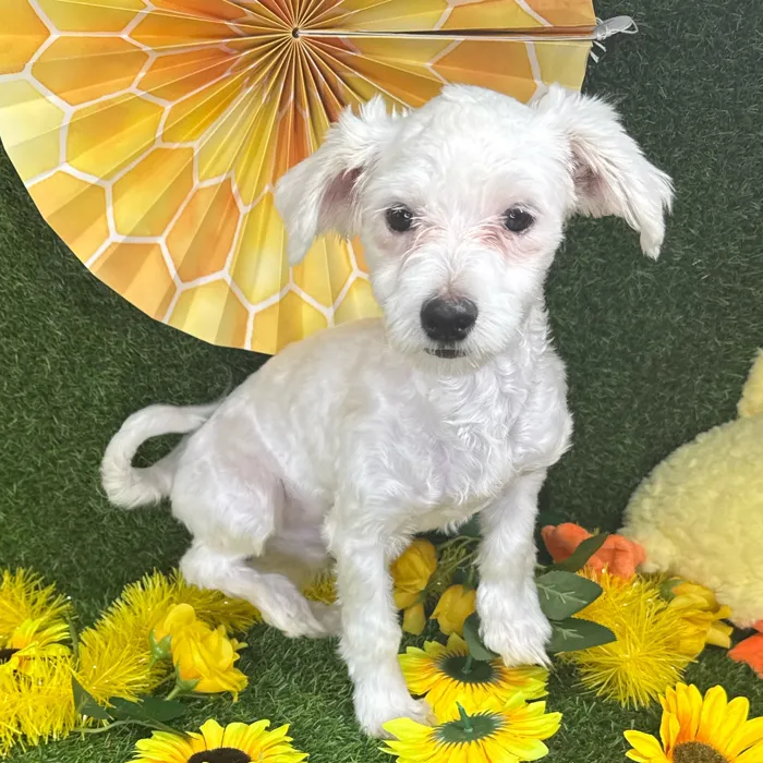 Male Maltese puppy named Harry for sale at Puppy Dreams - Arlington.
