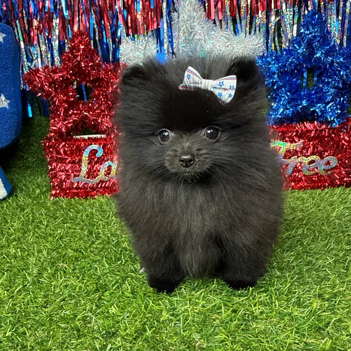 Female Pomeranian puppy named Dumpling for sale at Puppy Dreams - Arlington.