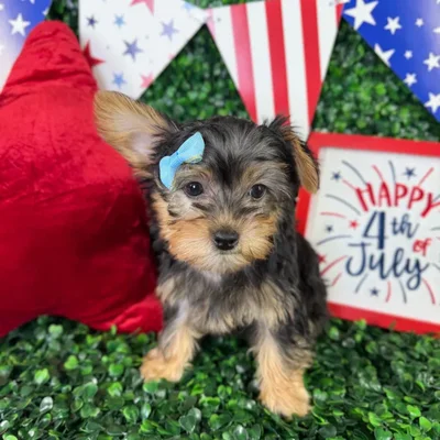 Female Silky Terrier puppy named Penny for sale at Puppy Dreams - North Richland Hills.