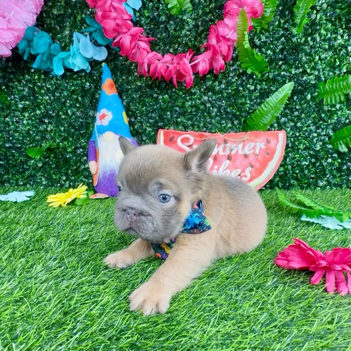 Male Fluffy French Bulldog puppy named Woolly for sale at Puppy Dreams - Denton.