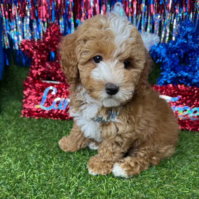 Male Poodle Toy puppy named Bagel for sale at Puppy Dreams - Arlington.