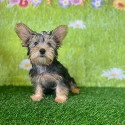 car_main_img_/media/ap_media/pets/WKFZNDUKZYGY146375.webp.250x250_q85.webp