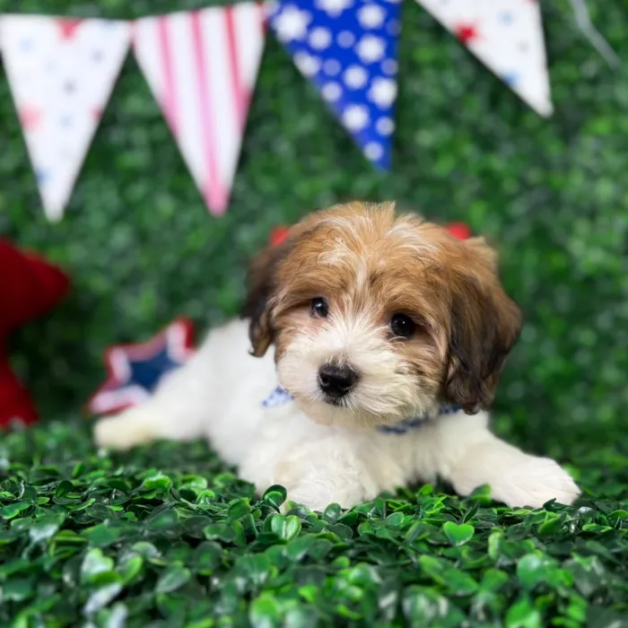 Male Yochon puppy named Jack for sale at Puppy Dreams - North Richland Hills.