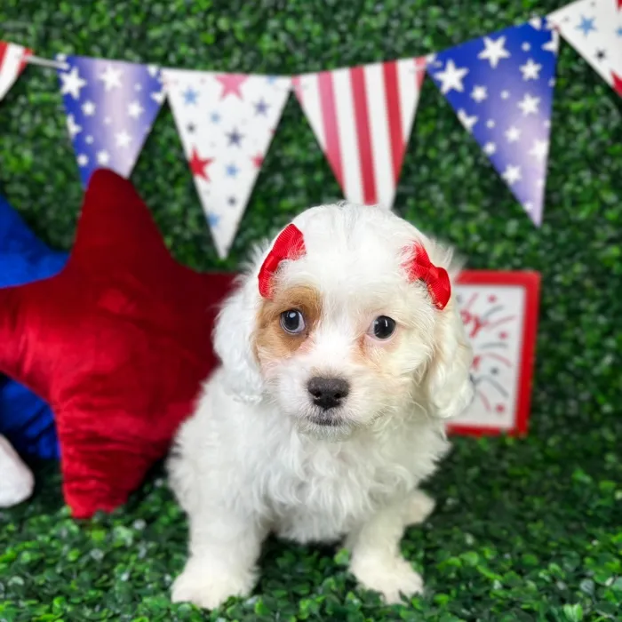 Female Cavapoo puppy named Snow for sale at Puppy Dreams - North Richland Hills.