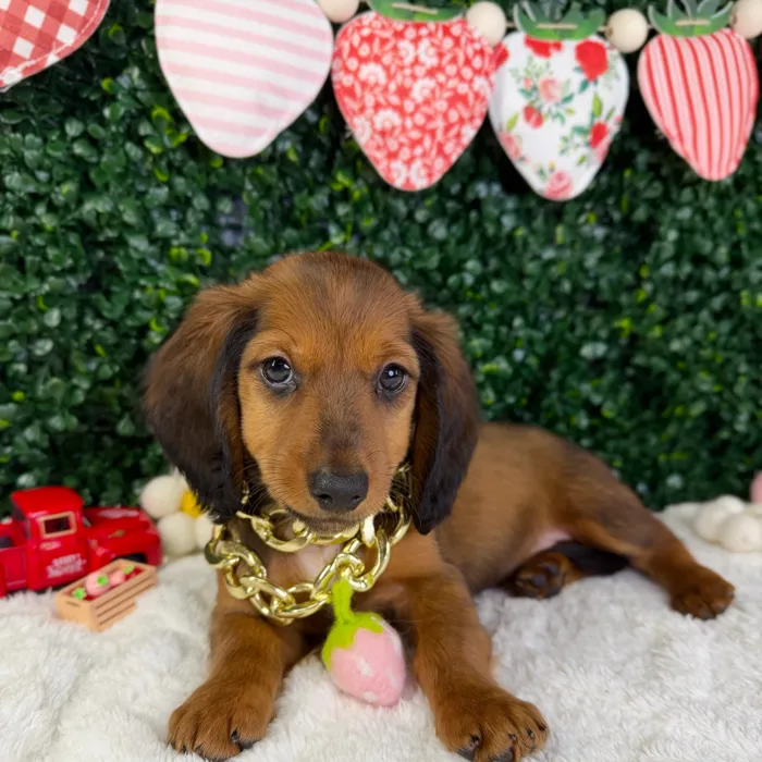 Male Dachshund puppy named Charlie for sale at Puppy Dreams - Garland.
