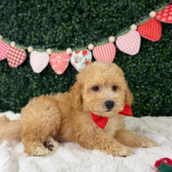 Male Bichon-Poodle puppy named Biscoff for sale at Puppy Dreams - Garland.