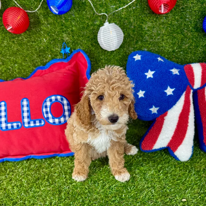 Male Mini Goldendoodle puppy named Rio for sale at Puppy Dreams - Arlington.