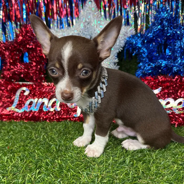 Male Chihuahua puppy named Noodle for sale at Puppy Dreams - Arlington.