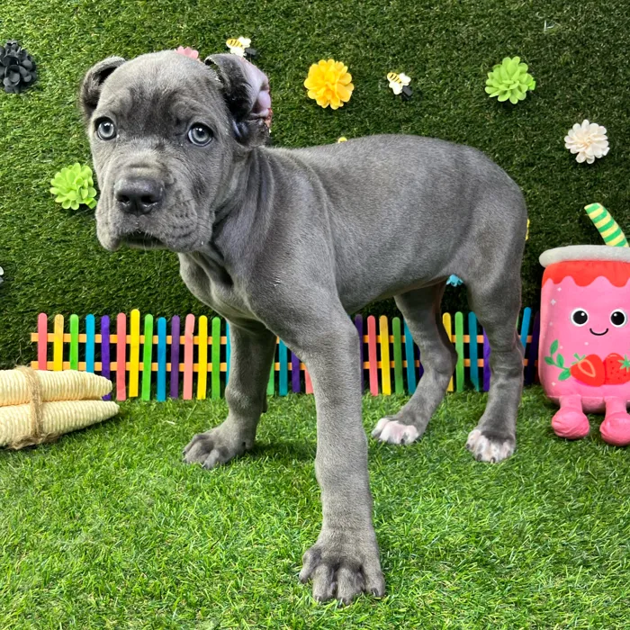 Female Cane Corso puppy named Ivy for sale at Puppy Dreams - Carrollton.