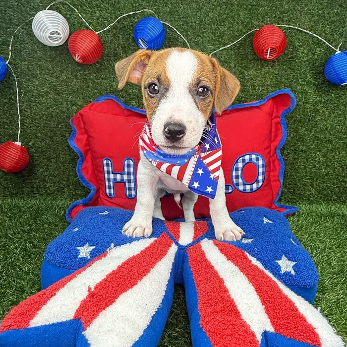 Male Jack Russell Terrier puppy named Resses for sale at Puppy Dreams - Arlington.