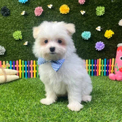 Male Pomachon puppy named Puff for sale at Puppy Dreams - Carrollton.