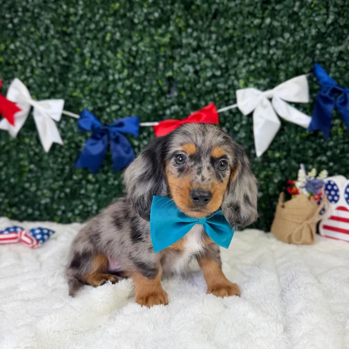 Male Dachshund puppy named Cowboy for sale at Puppy Dreams - Garland.
