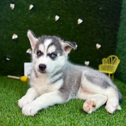car_main_img_/media/ap_media/pets/WQYYAJUIYZYP120594.webp.250x250_q85.webp