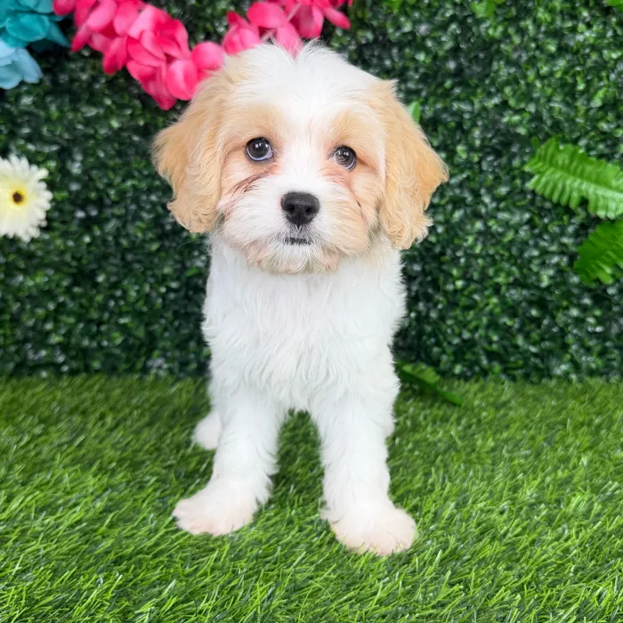 Female Cavachon puppy named Norway for sale at Puppy Dreams - Denton.