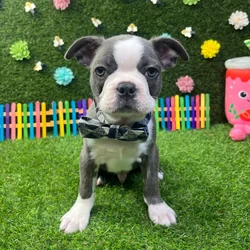 car_main_img_/media/ap_media/pets/WRJMBCWOTKWD375928.webp.250x250_q85.webp