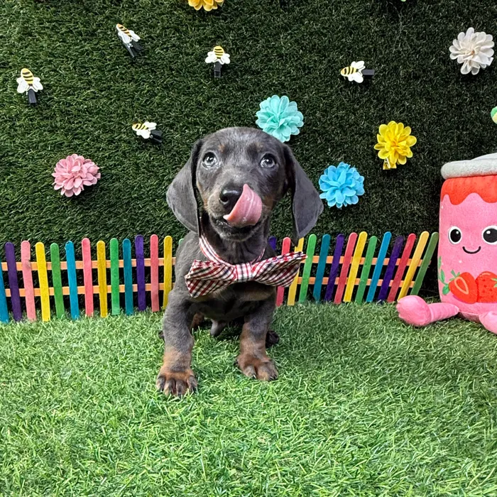 Male Dachshund puppy named Smokey for sale at Puppy Dreams - Carrollton.