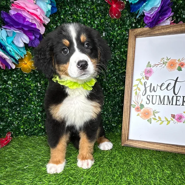 Female Bernese Mountain Dog puppy named *Katy* for sale at Puppy Dreams - Mansfield.