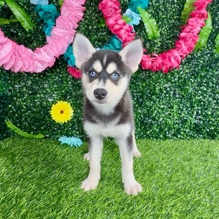 Male Alaskan Klee Kai puppy named Baja Blast for sale at Puppy Dreams - Denton.