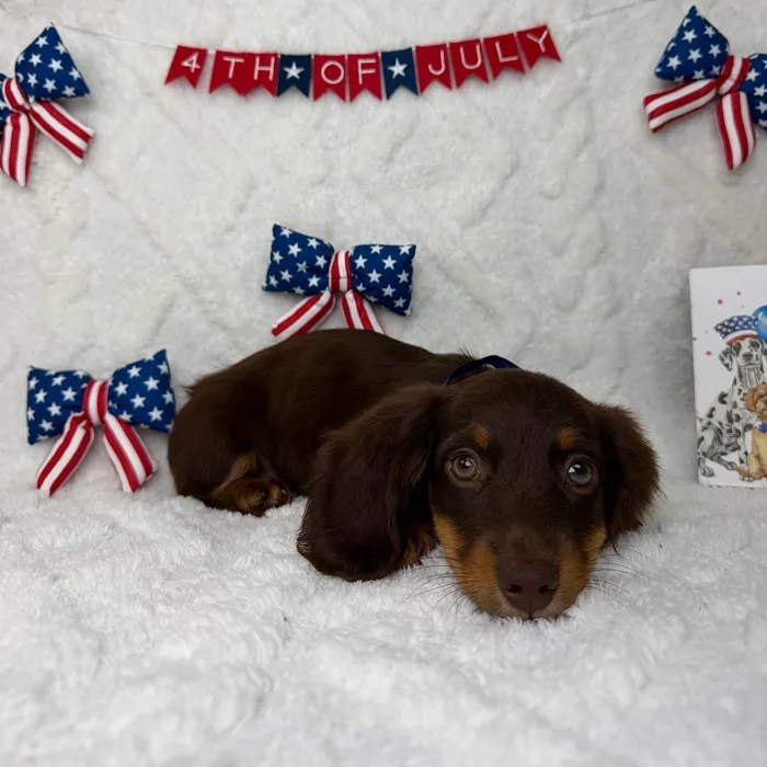 Male Dachshund puppy named Rex for sale at Puppy Dreams - Garland.