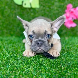 car_main_img_/media/ap_media/pets/WTYNXPJIEYNH134522.webp.250x250_q85.webp