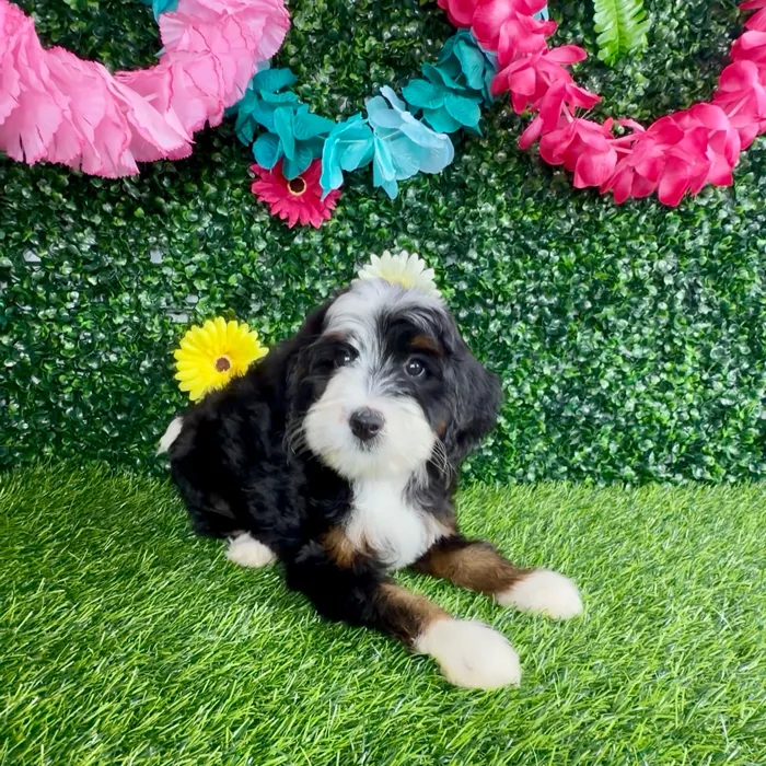 Female Bernedoodle puppy named Mooyah for sale at Puppy Dreams - Denton.