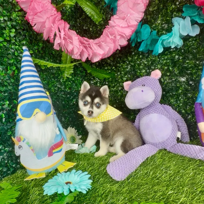 Female Alaskan Klee Kai puppy named Zebra for sale at Puppy Dreams - Denton.