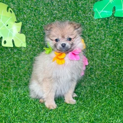 car_main_img_/media/ap_media/pets/WVBTXYNAPKOA135578.webp.250x250_q85.webp