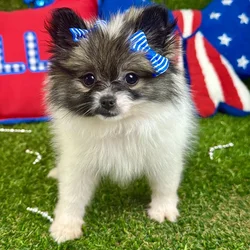 Female Pomeranian puppy named Winnie for sale at Puppy Dreams - Arlington.