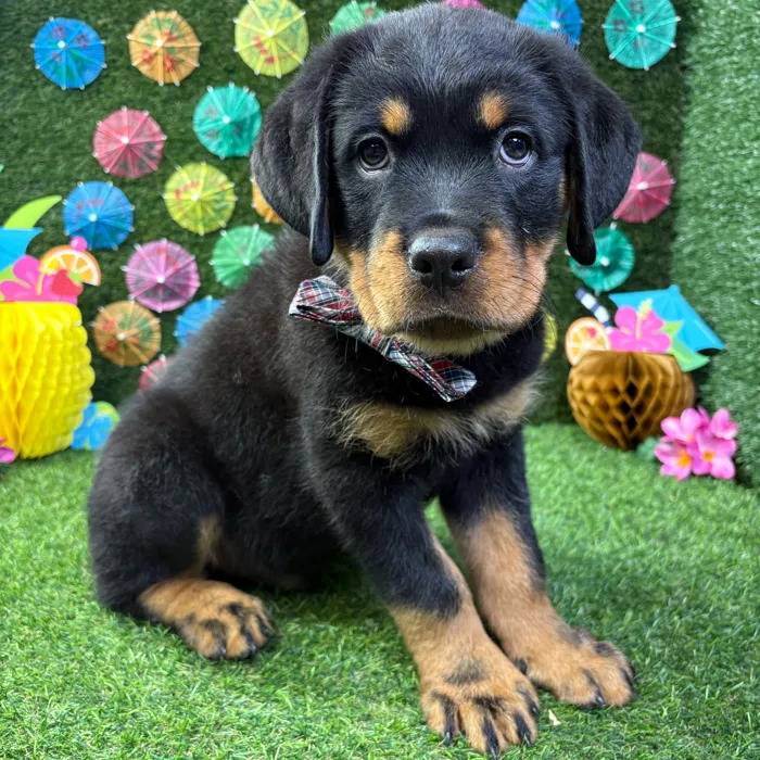 Male Rottweiler puppy named Boss for sale at Puppy Dreams - Carrollton.