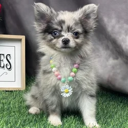 Female Hybrid puppy for sale at Puppy Dreams - Arlington.