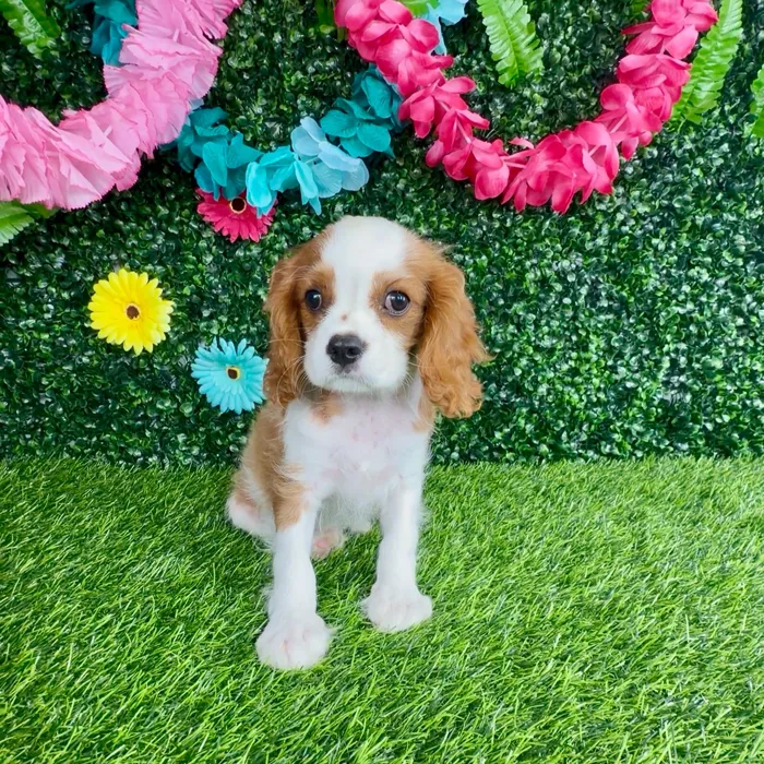 Male Cavalier King Charles Spaniel puppy named Jimmy Johns for sale at Puppy Dreams - Denton.