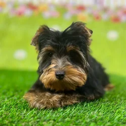 car_main_img_/media/ap_media/pets/WYJRNGQBUWMS139627.webp.250x250_q85.webp