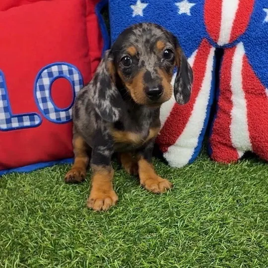 Male Dachshund puppy named Jessie for sale at Puppy Dreams - Arlington.