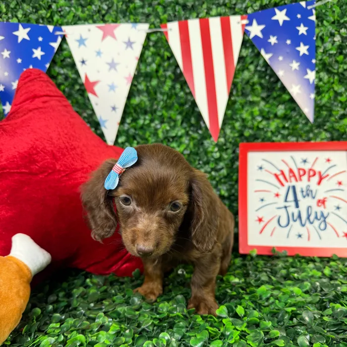 Female Dachshund puppy named Ruth for sale at Puppy Dreams - North Richland Hills.