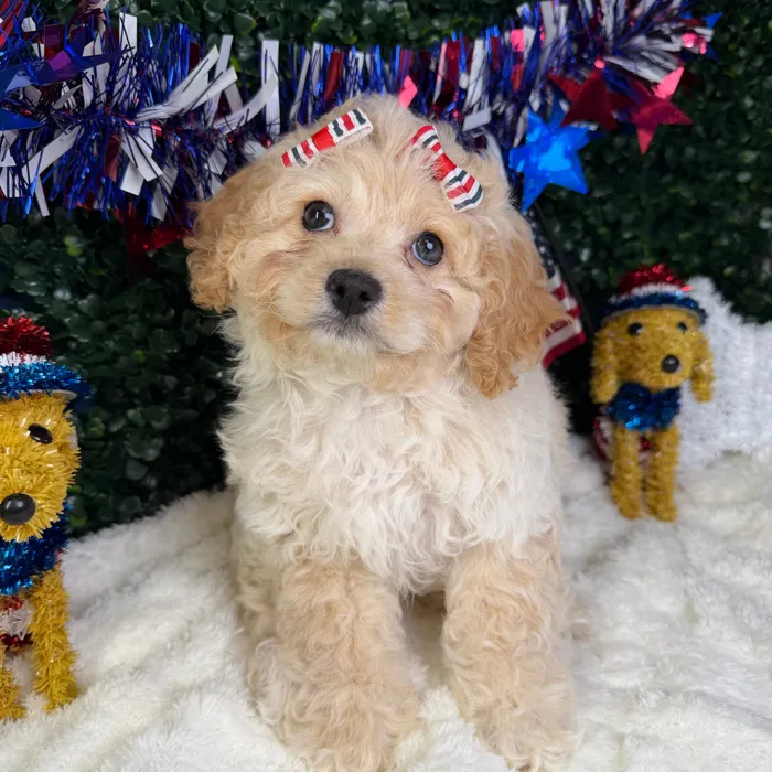 Female Cockapoo puppy named Star for sale at Puppy Dreams - Garland.